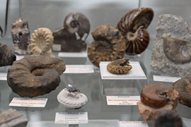 Fossilien Eiszeitmuseum Lütjenburg